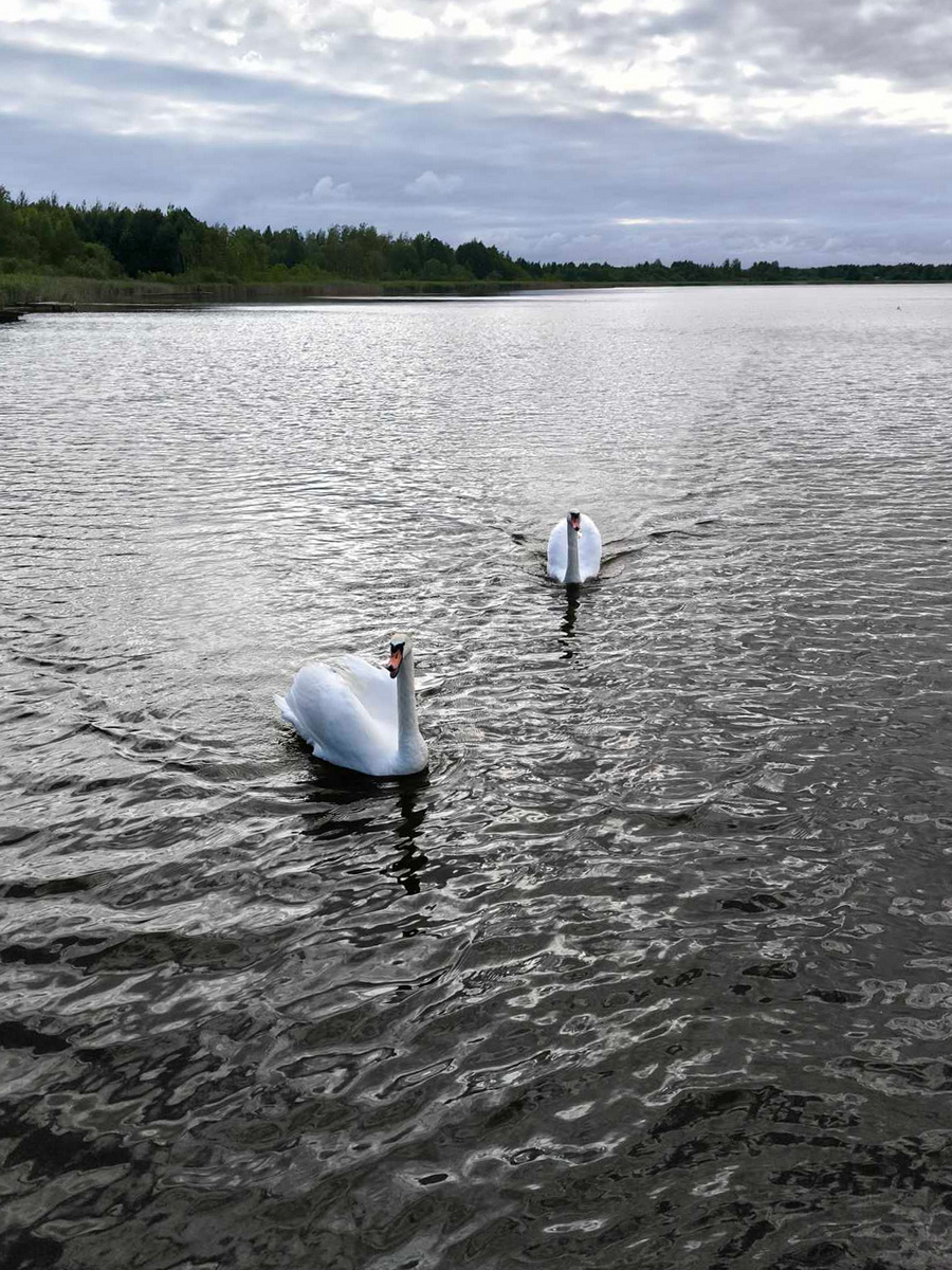 Агроусадьба «Черница»