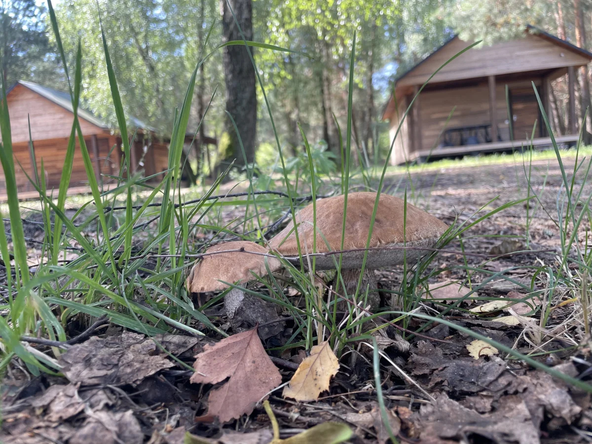 Загородный комплекс «ДЗИК»